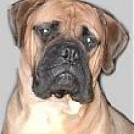 bullmastiff