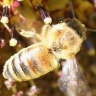 beekeeper joy