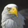 silver-eagle