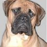 bullmastiff