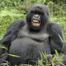 gorilla