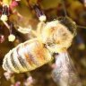 beekeeper joy