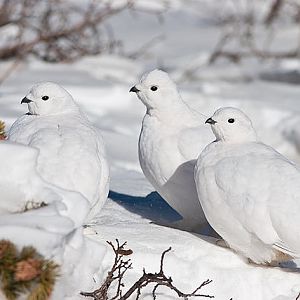 white-tailed-ptarmigan-bruce-cyg.jpg