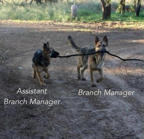 10 - Branch Manager.jpeg
