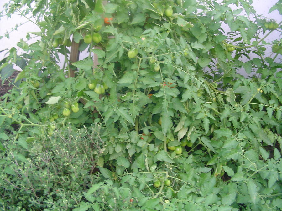 24a Roma Tomatoes.JPG