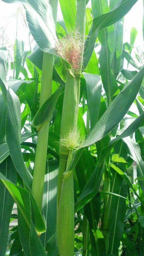 7-28 baby ears of corn.JPG