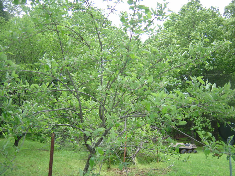 apple tree.JPG
