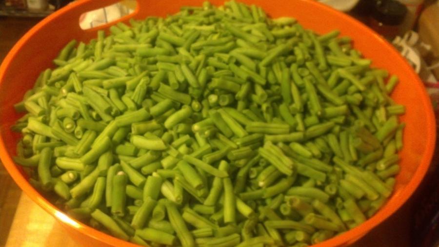 green beans 7-13.JPG