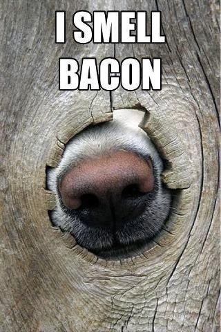 I smell bacon.jpg